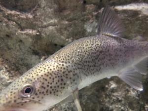 イトウはまずい？その味や美味しいレシピ、旬な時期をご紹介