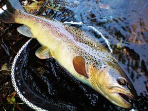 ブラウントラウトはまずい？その味や美味しいレシピ、旬な時期をご紹介