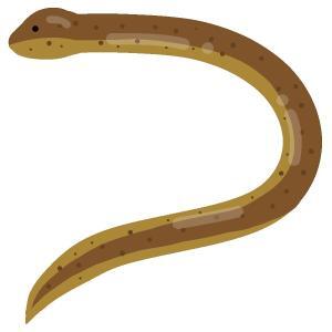 タウナギはまずい？その味や美味しいレシピ、旬な時期をご紹介