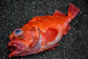 【2022年最新】アコウダイの値段相場はどれくらい？旬の時期・人気の調理方法もご紹介