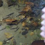 【2022年最新】美味しい川魚のランキング6選!人気の魚をご紹介