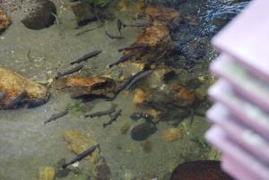 【2022年最新】美味しい川魚のランキング6選!人気の魚をご紹介