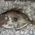 【2022年最新】マトウダイの値段相場はどれくらい?旬の時期・人気の調理方法もご紹介