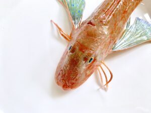 ホウボウはまずい？その味や美味しいレシピ、旬な時期をご紹介