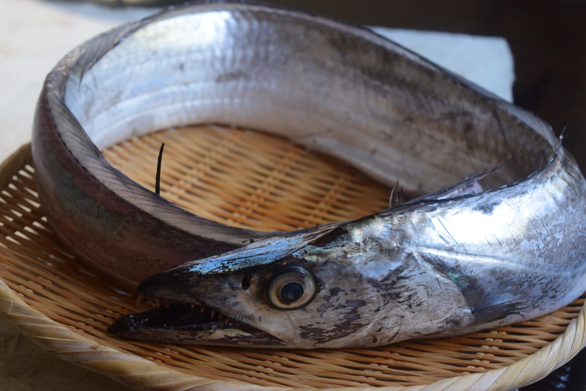 【2022年最新】太刀魚の値段相場はどれくらい？旬の時期・人気の調理方法も
