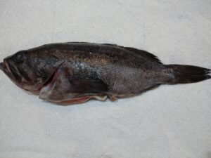 【2022年最新】クロソイの値段相場はどれくらい？旬の時期・人気の調理方法もご紹介