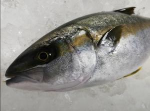 【2022年最新】ヒラマサの値段相場はどれくらい?旬の時期・人気の調理方法もご紹介