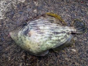 カワハギはまずい？その味や美味しいレシピ、旬な時期をご紹介