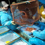 【甘エビ漁体験記】佐渡のエビかご漁に迫る