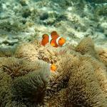 【2022年最新】可愛い魚のランキング6選!