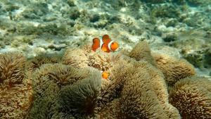 【2022年最新】可愛い魚のランキング6選!