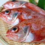 【2022年最新】北海道の高級魚のランキング6選!