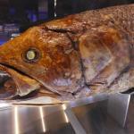 【2022年最新】幻の魚のランキング6選!