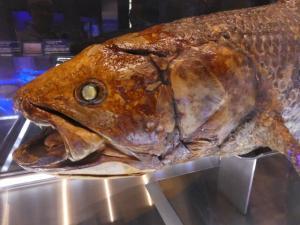 【2022年最新】幻の魚のランキング6選!