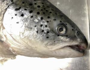 【2022年最新】キングサーモンの値段相場はどれくらい？旬の時期・人気の調理方法もご紹介