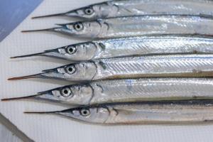 【2022年最新】サヨリの値段相場はどれくらい?旬の時期・人気の調理方法もご紹介