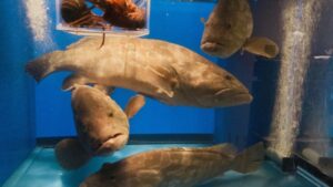 【2022年最新】クエの値段相場はどれくらい?旬の時期・人気の調理方法もご紹介