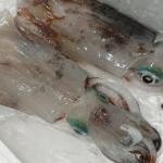 【2022年最新】アオリイカの値段相場はどれくらい?旬の時期・人気の調理方法もご紹介