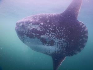 マンボウはまずい?その味や美味しいレシピ、旬な時期をご紹介