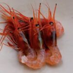 出張料理人ミツさんの「サカマでキャンプ飯」〜甘エビ編①〜
