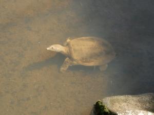 すっぽんはまずい?その味や美味しいレシピ、旬な時期をご紹介