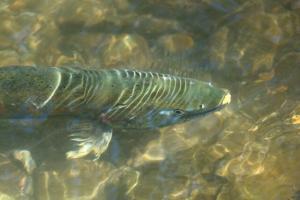 サクラマスの値段