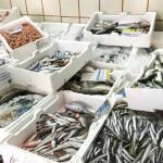 イタリアレポート①ー魚市場とはどんなところ?ー