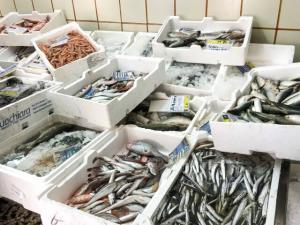 イタリアレポート①ー魚市場とはどんなところ？ー