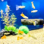 【2022年最新】飼いやすい魚のランキング6選!