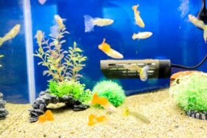 22年最新 飼いやすい魚のランキング6選
