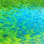 【2022年最新】美味しい川魚のランキング6選!