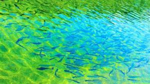 【2022年最新】美味しい川魚のランキング6選!