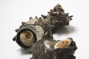 【2022年最新】サザエの値段相場はどれくらい？旬の時期・人気の調理方法もご紹介