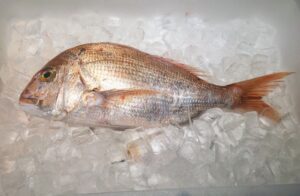 【2022年最新】マダイの値段相場はどれくらい？旬の時期・人気の調理方法もご紹介