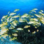 フエフキダイの味