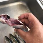 小魚におススメ!『エラ内蔵処理』