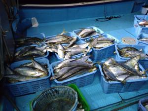 未利用魚って結局何なの？