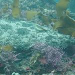 地球温暖化が原因で日本の海の魚がオスだらけになる!?―海水温の上昇と魚の性決定との関係性について―