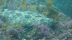地球温暖化が原因で日本の海の魚がオスだらけになる!?―海水温の上昇と魚の性決定との関係性について―