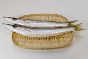 カマスはまずい?その味や美味しいレシピ、旬な時期をご紹介