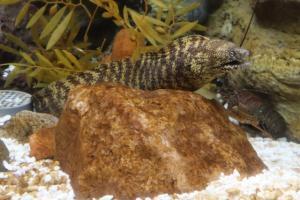 ウツボはまずい？その味や美味しいレシピ、旬な時期をご紹介