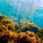 地球温暖化が原因で魚が棲みづらい海に?-海の塩分濃度の変化が魚へ与える影響とは?-