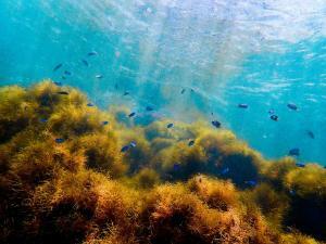 地球温暖化が原因で魚が棲みづらい海に？－海の塩分濃度の変化が魚へ与える影響とは？－