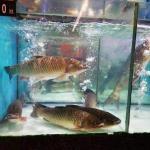 中国(広州)鮮魚売り場レポート②