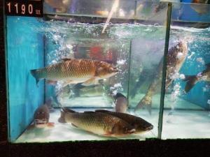 中国(広州)鮮魚売り場レポート②