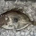 マトウダイはまずい?その味や美味しいレシピ、旬な時期をご紹介