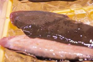 【2022年最新】シタビラメの値段相場はどれくらい?旬の時期・人気の調理方法もご紹介