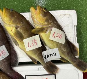 【2022年最新】アオハタの値段相場はどれくらい?旬の時期・人気の調理方法もご紹介