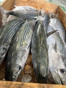 ハガツオはまずい?その味や美味しいレシピ、旬な時期をご紹介