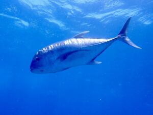 【2022年最新】ロウニンアジの値段相場はどれくらい？旬の時期・人気の調理方法もご紹介